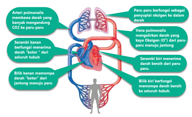 Detail Gambar Pembuluh Darah Manusia Yang Terluka Nomer 41