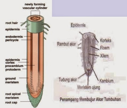 Detail Gambar Penampang Akar Dan Fungsinya Nomer 23