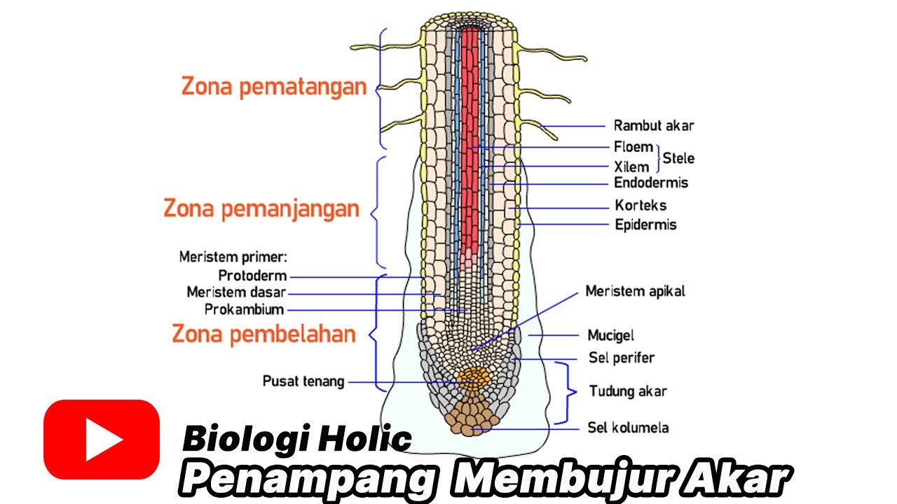 Detail Gambar Penampang Akar Dan Fungsinya Nomer 28