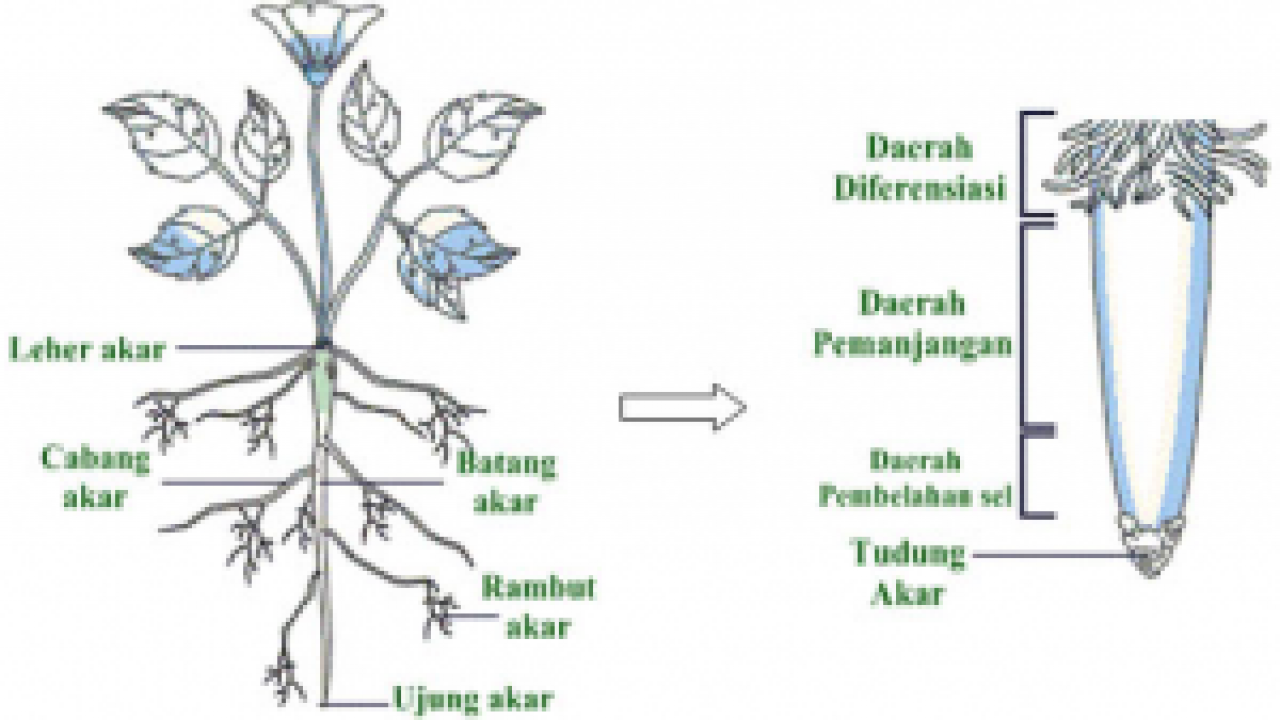 Detail Gambar Penampang Akar Dan Fungsinya Nomer 30