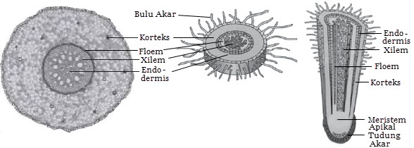Detail Gambar Penampang Akar Dan Fungsinya Nomer 39