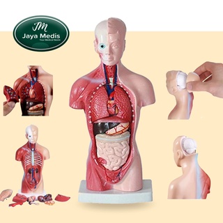 Detail Gambar Penampang Organ Tubuh Manusia Nomer 19
