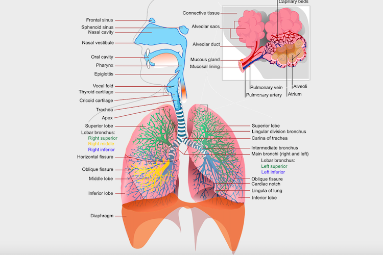 Detail Gambar Penampang Organ Tubuh Manusia Nomer 27