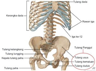 Detail Gambar Penampang Organ Tubuh Manusia Nomer 28