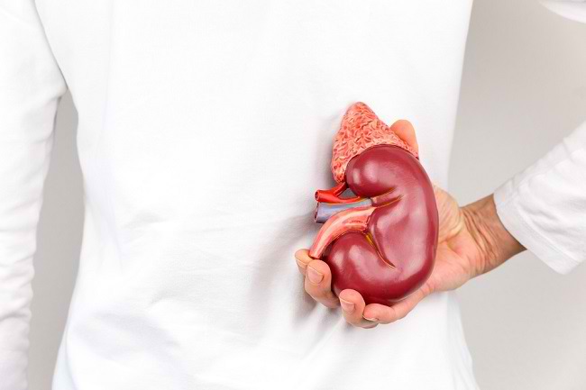Detail Gambar Penampang Organ Tubuh Manusia Nomer 36