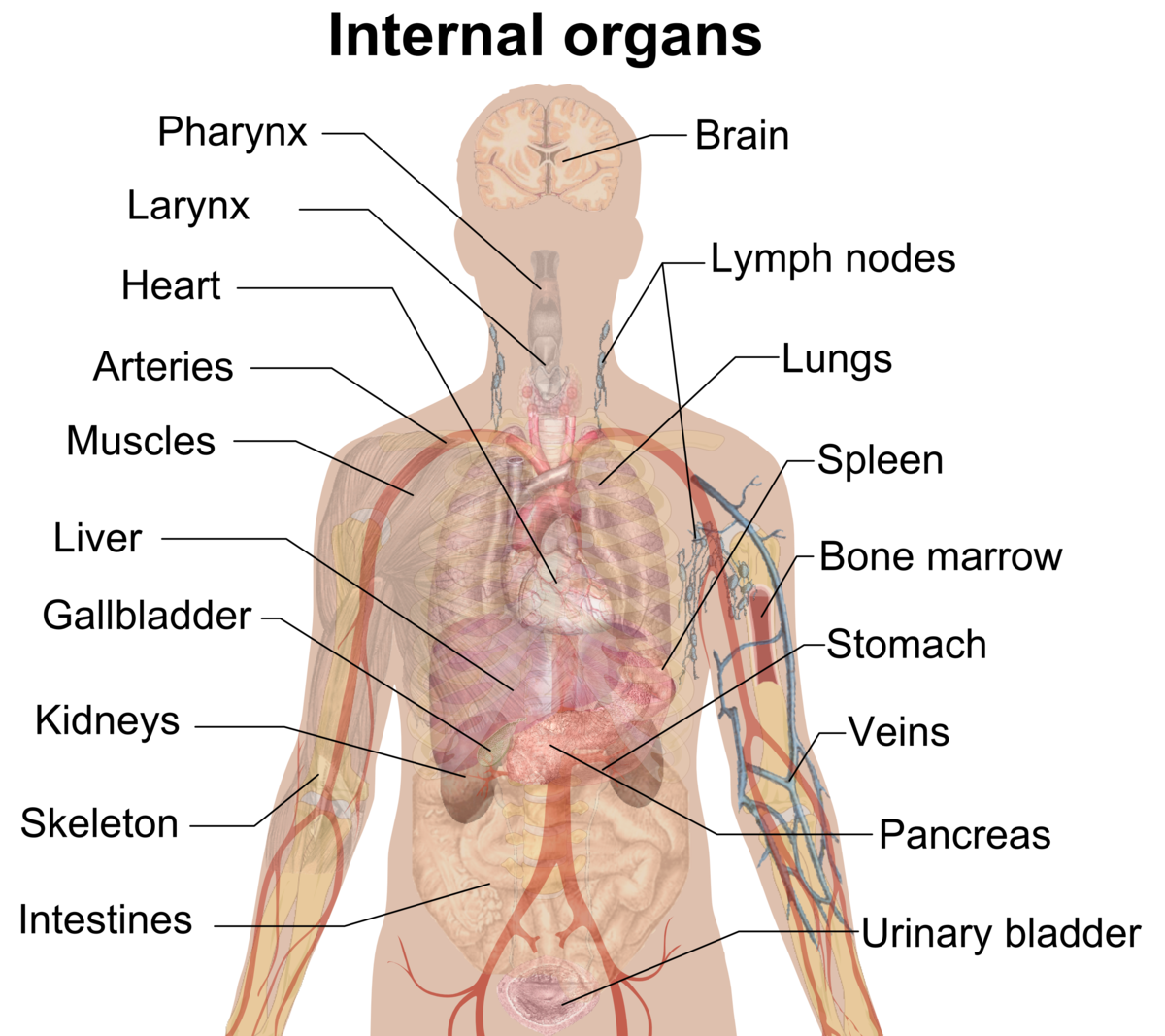 Detail Gambar Penampang Organ Tubuh Manusia Nomer 6