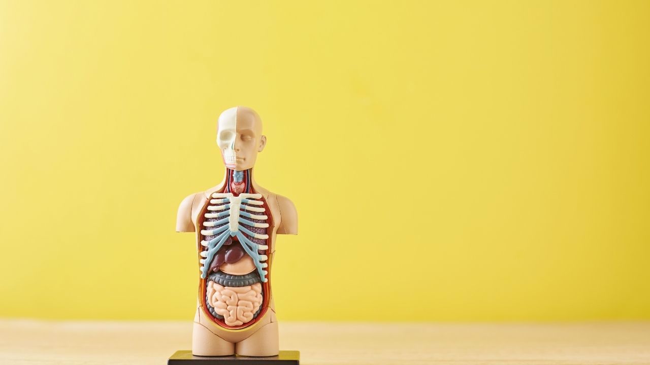 Detail Gambar Penampang Organ Tubuh Manusia Nomer 40
