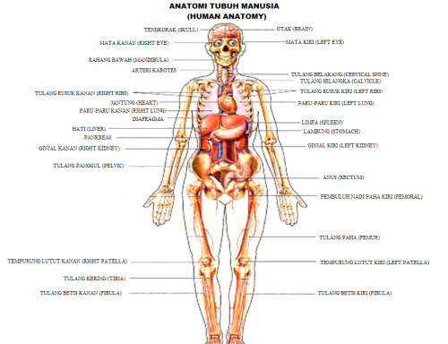 Detail Gambar Penampang Organ Tubuh Manusia Nomer 43
