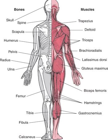 Detail Gambar Penampang Organ Tubuh Manusia Nomer 8