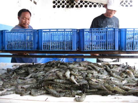 Detail Gambar Pencari Kerja Tambak Udang Nomer 28