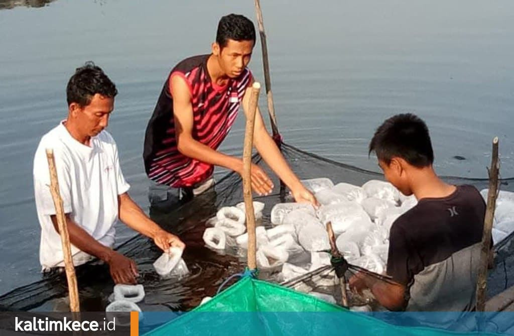 Detail Gambar Pencari Kerja Tambak Udang Nomer 30