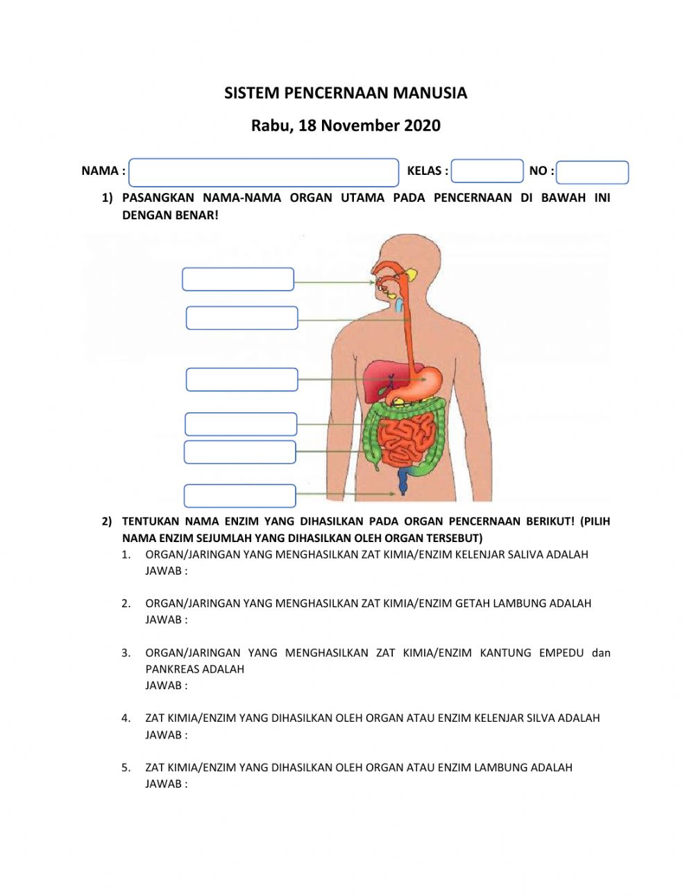 Detail Gambar Pencernaan Manusia Nomer 18