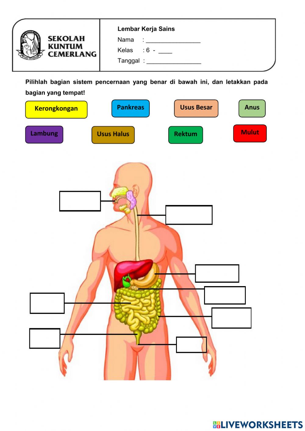 Detail Gambar Pencernaan Manusia Nomer 40