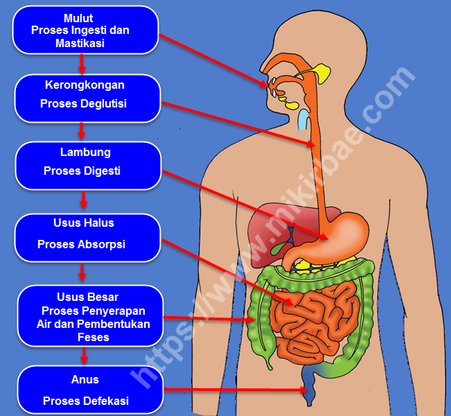 Detail Gambar Pencernaan Manusia Dan Fungsinya Nomer 6