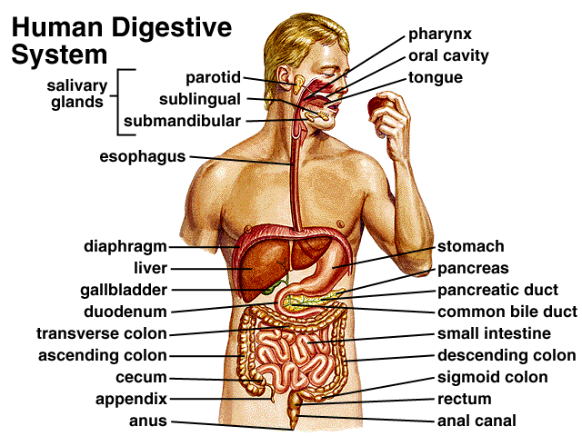 Detail Gambar Pencernaan Manusia Dan Fungsinya Nomer 51