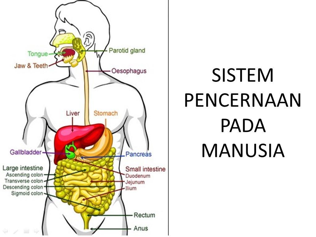 Detail Gambar Pencernaan Manusiz Nomer 14