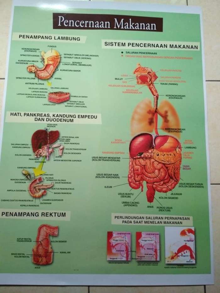 Detail Gambar Pencernaan Manusiz Nomer 19