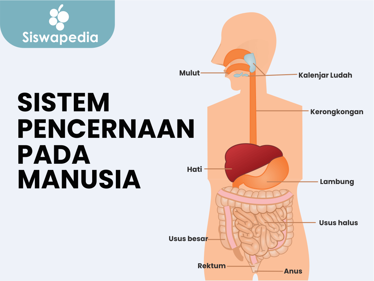 Detail Gambar Pencernaan Manusiz Nomer 4