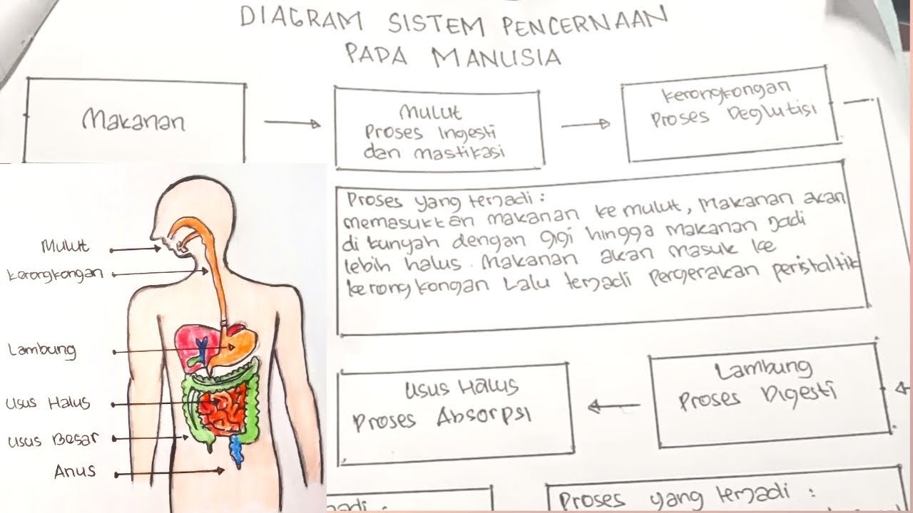 Detail Gambar Pencernaan Pada Manusia Nomer 24