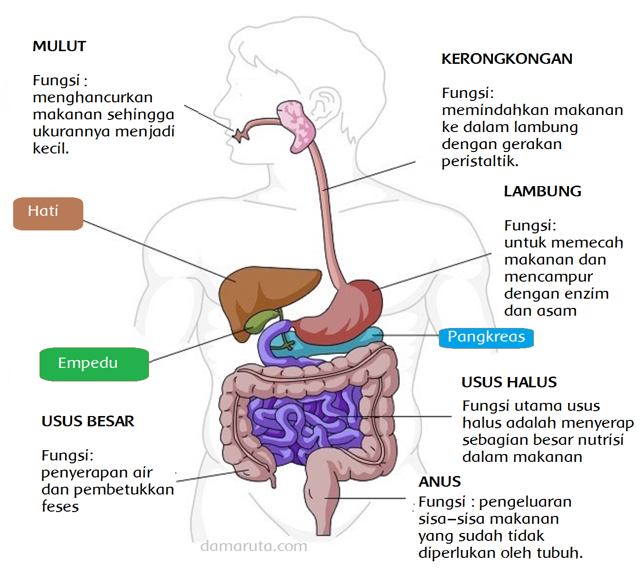 Detail Gambar Pencernaan Pada Manusia Nomer 32