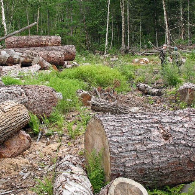 Detail Gambar Penebangan Hutan Secara Liar Nomer 14