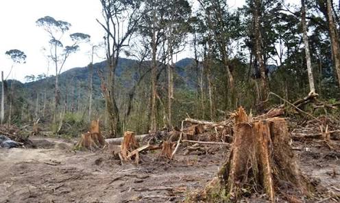 Detail Gambar Penebangan Hutan Secara Liar Nomer 40