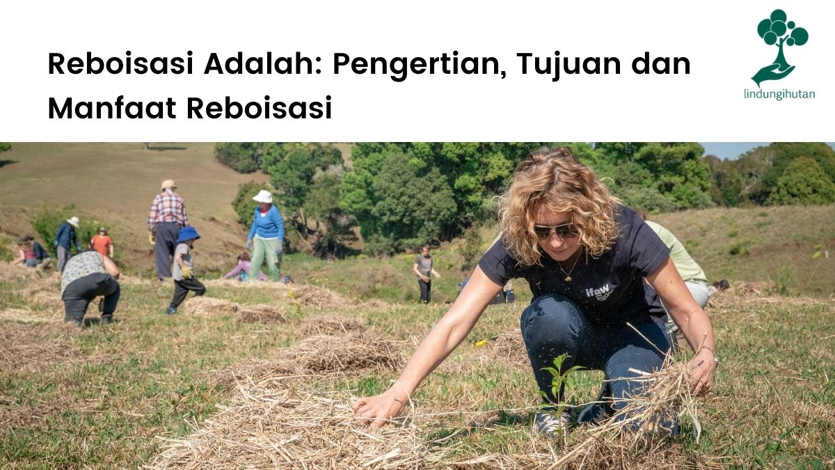 Detail Gambar Penghijauan Untuk Mencegah Banjir Gambar Mengurangi Polusi Udara Nomer 16