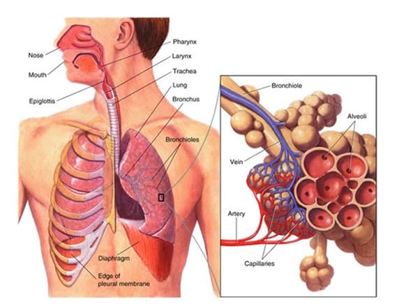 Detail Gambar Penyakit Pernafasan Manusia Nomer 15