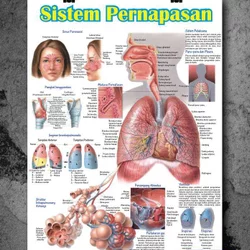 Detail Gambar Penyakit Pernafasan Manusia Nomer 37