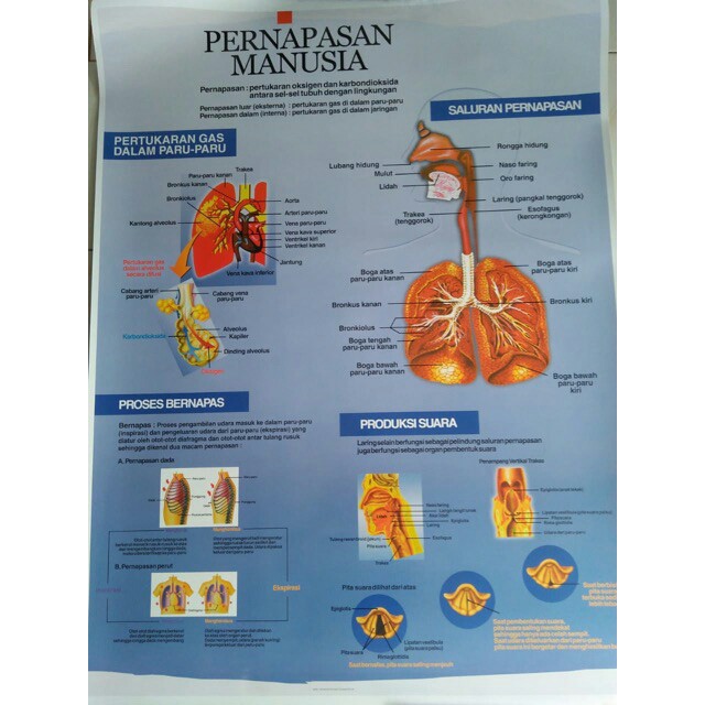 Detail Gambar Penyakit Pernafasan Manusia Nomer 50