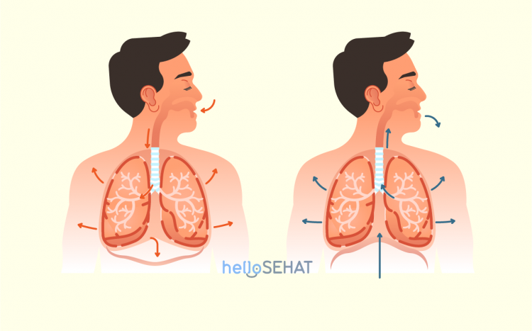 Detail Gambar Penyakit Pernafasan Manusia Nomer 9