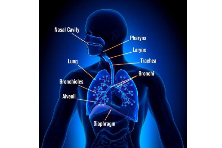 Detail Gambar Penyakit Pernafasan Manusia Serta Keterangannya Nomer 21