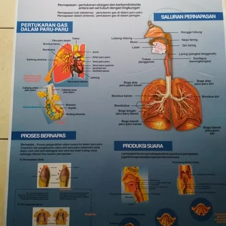 Detail Gambar Penyakit Pernafasan Manusia Serta Keterangannya Nomer 33