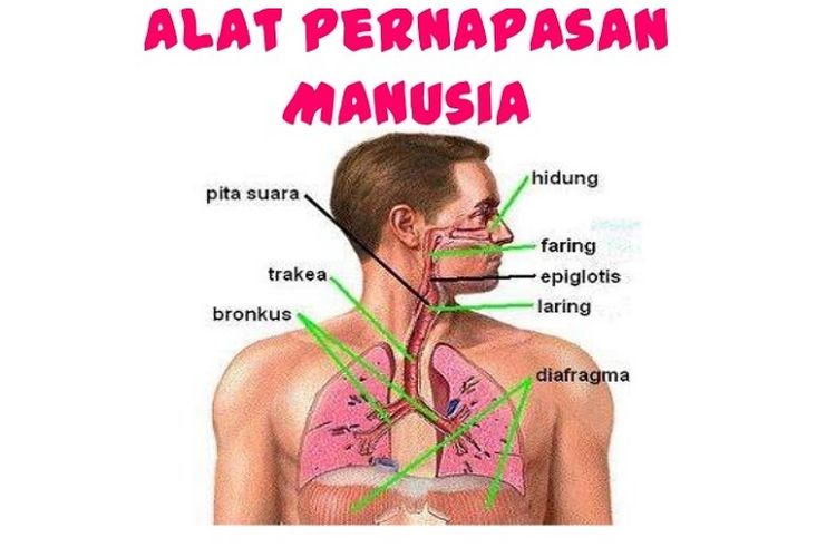 Detail Gambar Penyakit Pernafasan Manusia Serta Keterangannya Nomer 38