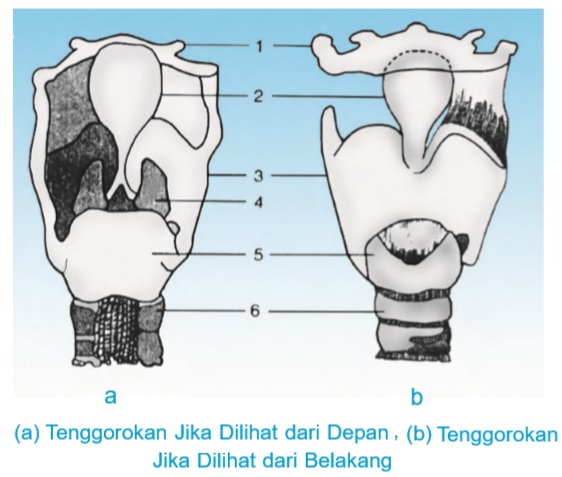 Detail Gambar Penyakit Pernafasan Manusia Serta Keterangannya Nomer 43