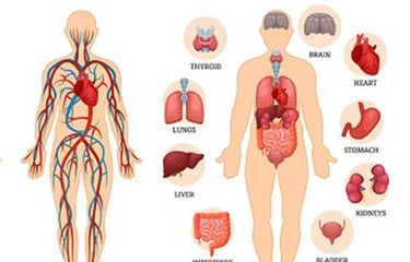 Detail Gambar Penyakit Pernafasan Manusia Serta Keterangannya Nomer 44