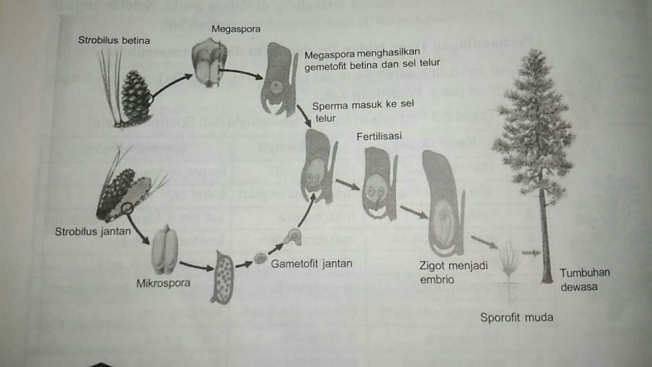 Detail Gambar Penyerbukan Gambar Penyerbukan Pada Gymnospermae Nomer 11