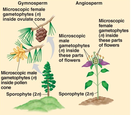 Detail Gambar Penyerbukan Gambar Penyerbukan Pada Gymnospermae Nomer 13