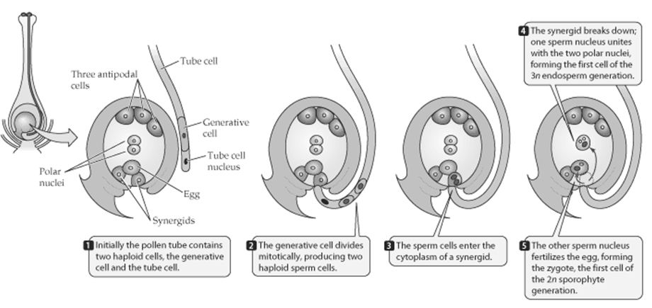 Detail Gambar Penyerbukan Gambar Penyerbukan Pada Gymnospermae Nomer 31