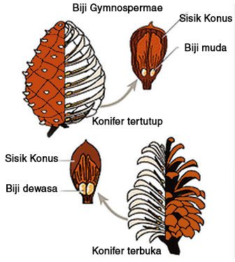 Detail Gambar Penyerbukan Gambar Penyerbukan Pada Gymnospermae Nomer 47