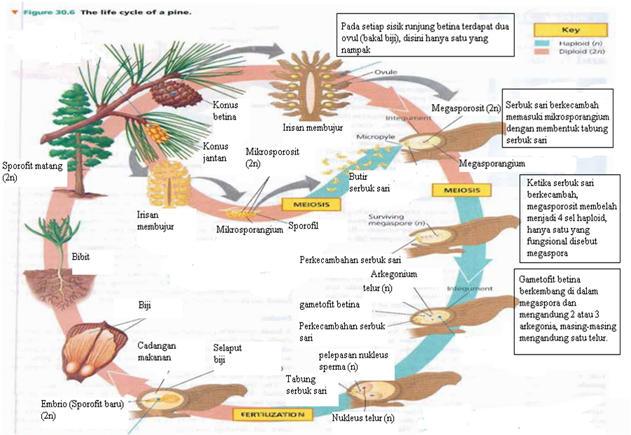 Detail Gambar Penyerbukan Gambar Penyerbukan Pada Gymnospermae Nomer 8