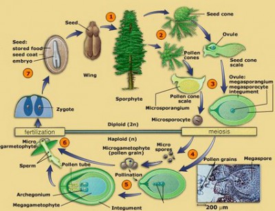 Detail Gambar Penyerbukan Gambar Penyerbukan Pada Gymnospermae Nomer 10