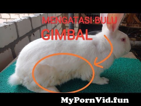 Detail Gambar Pepet Isap Dan Fungsinya Nomer 8