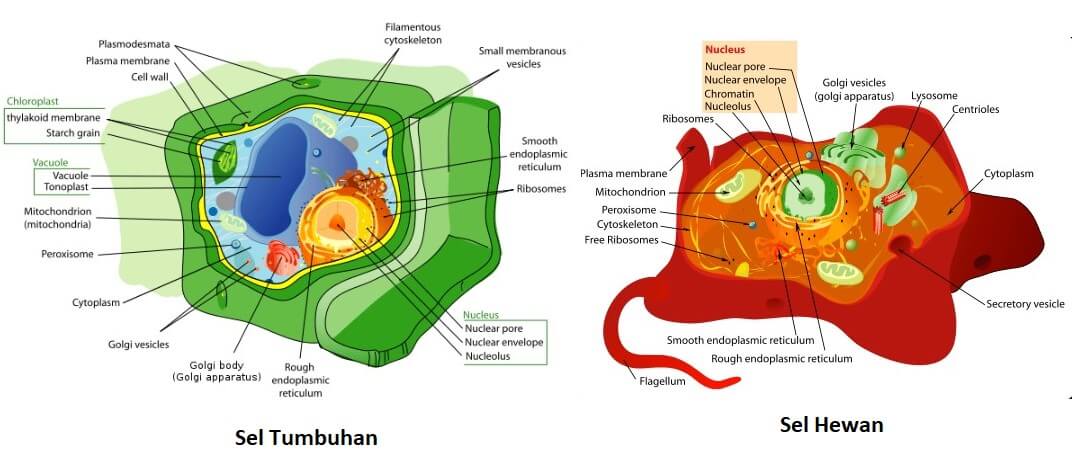 Detail Gambar Perbedaan Sel Hewan Dan Sel Tumbuhan Nomer 11