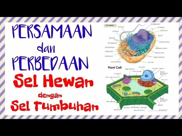 Detail Gambar Perbedaan Sel Hewan Dan Sel Tumbuhan Nomer 22