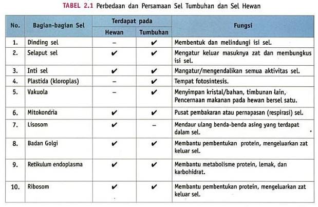 Detail Gambar Perbedaan Sel Hewan Dan Sel Tumbuhan Nomer 49