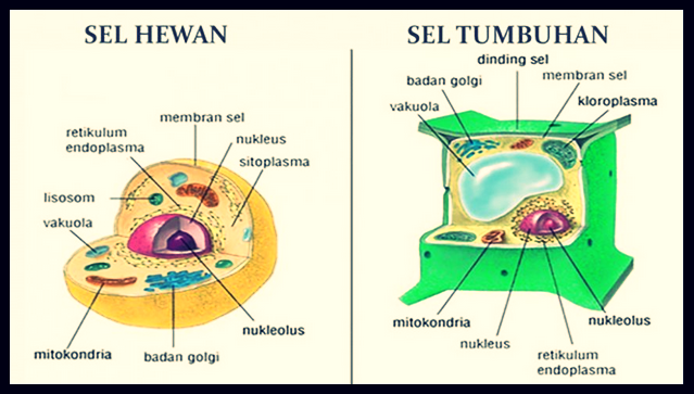 Detail Gambar Perbedaan Sel Hewan Dan Sel Tumbuhan Nomer 6