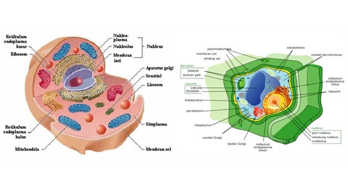 Detail Gambar Perbedaan Sel Hewan Dan Sel Tumbuhan Nomer 7