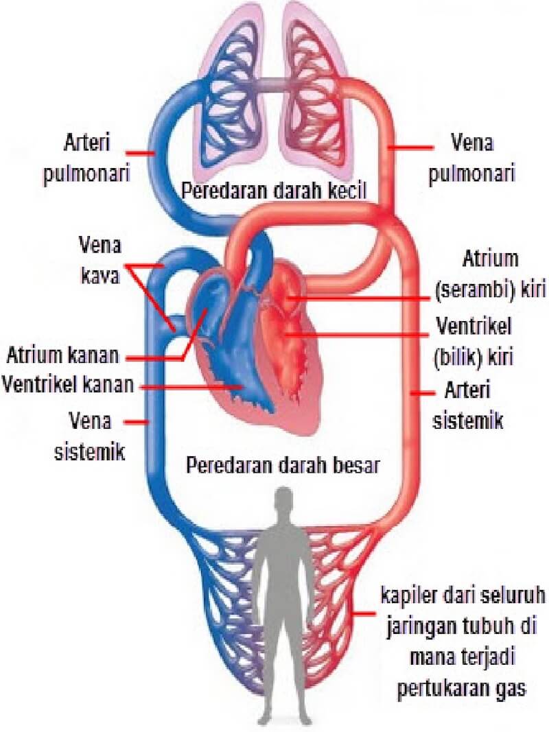 Detail Gambar Peredaran Darah Manusia Beserta Penjelasannya Nomer 14