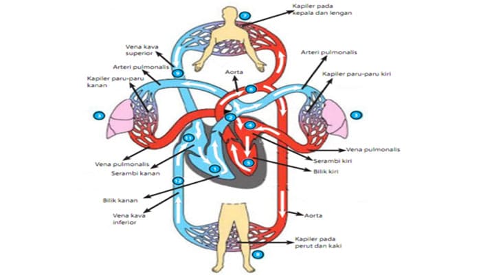Detail Gambar Peredaran Darah Manusia Beserta Penjelasannya Nomer 19